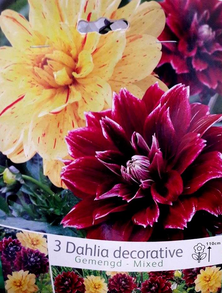 Далия decorative 3 корена